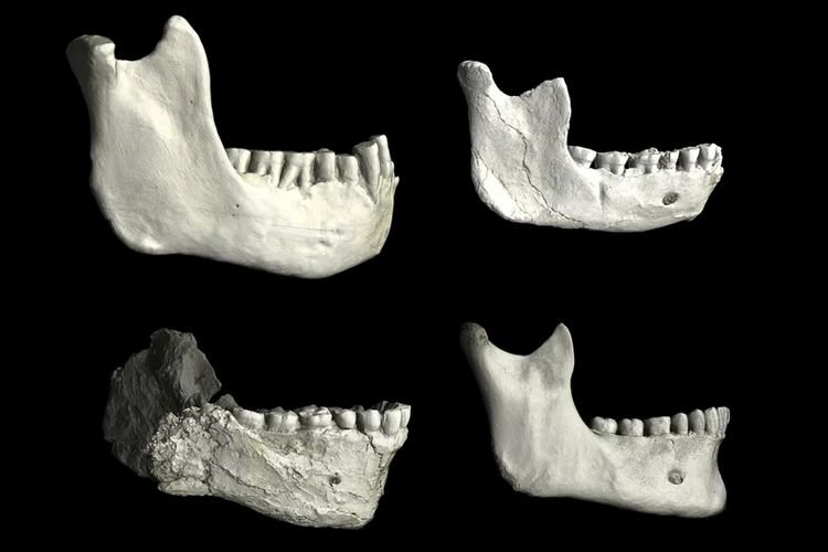Fosil Tua di Maroko Buka Rahasia Awal Kehidupan Manusia