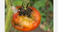 Tomato Farmers Celebrate Pest Control Breakthrough