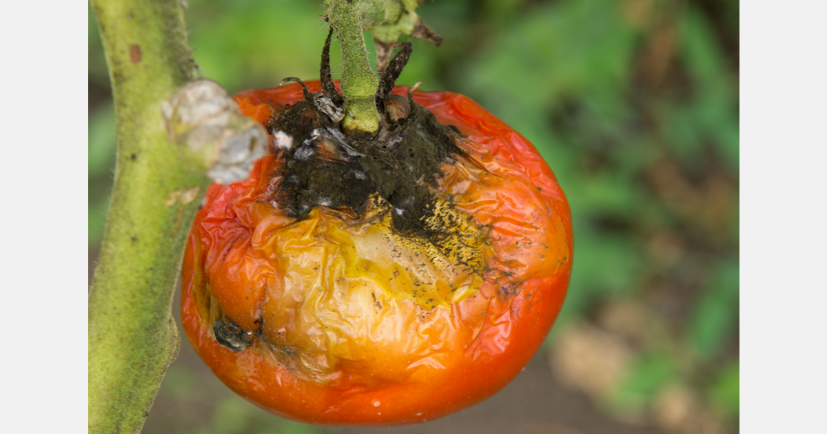Tomato Farmers Celebrate Pest Control Breakthrough